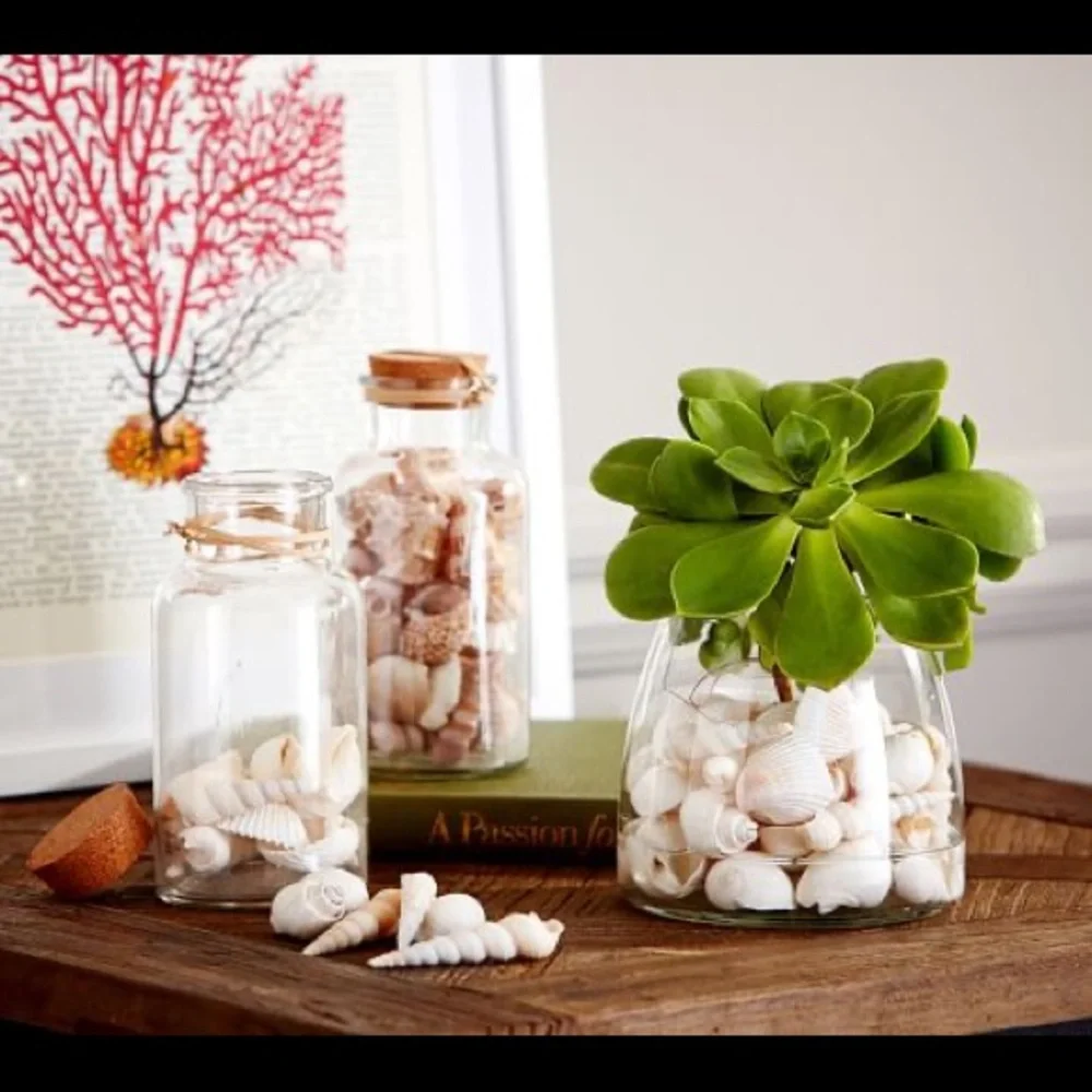 Pottery Barn Sally’s Seashore Seashells “Shells In A Bottle” Vase Filler 🐚 - Picture 15 of 16